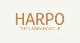 Harpo The Labradoodle